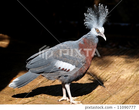 animal in zoo 11090777