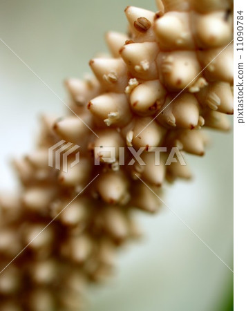 the Selection of Various Colorful Flower in nature 11090784