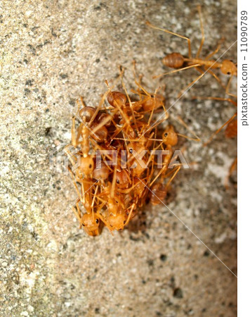 red ant teamwork in green nature 11090789