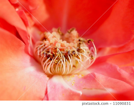 rose flower rose flower 11090831