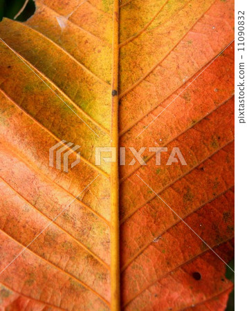 leaf and nature background leaf and nature background 11090832