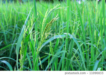 green rice plant during flowering green rice plant during flowering 11090833