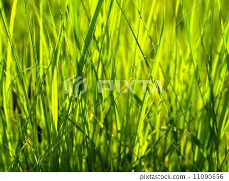 leaf and nature background leaf and nature background 11090856