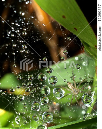 Water and Water Drop on Leaf 11090857