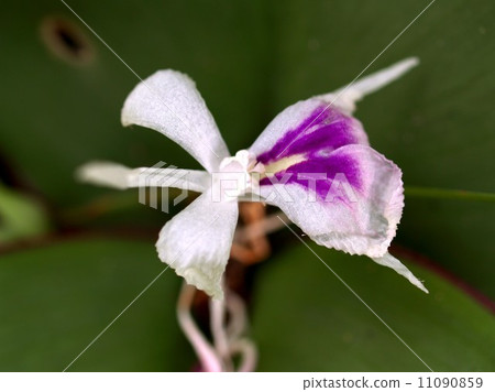 the Selection of Various Colorful Flower in nature 11090859
