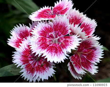the Selection of Various Colorful Flower in nature the Selection of Various Colorful Flower in nature 11090915