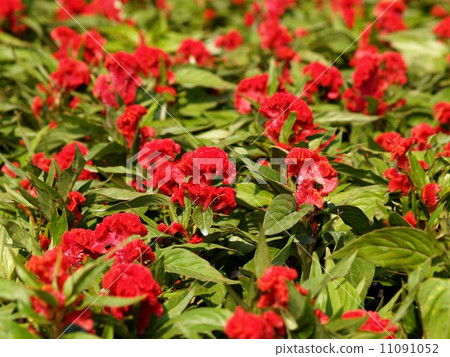 the Selection of Various Colorful Flower in nature the Selection of Various Colorful Flower in nature 11091052