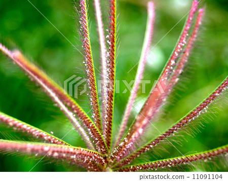 the Selection of Various Colorful Flower in nature the Selection of Various Colorful Flower in nature 11091104