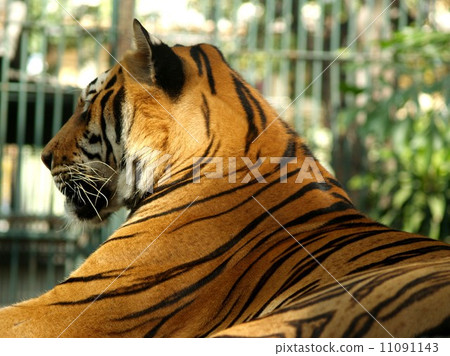 animal in zoo animal in zoo 11091143