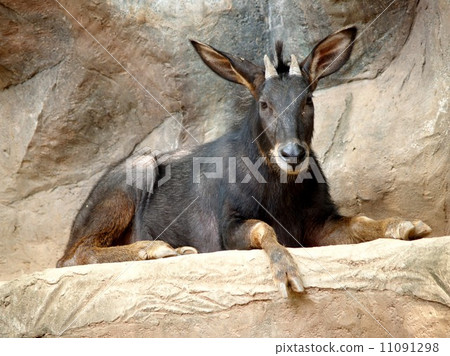 animal in zoo 11091298