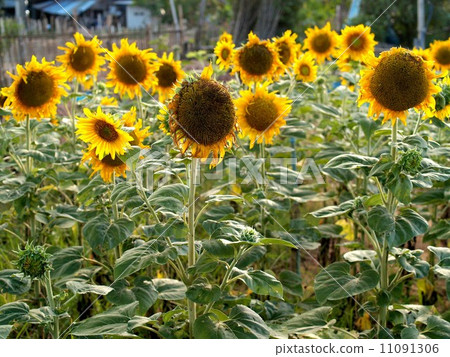 image Sunflower field image Sunflower field 11091306