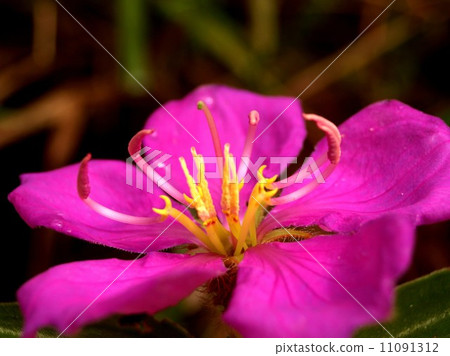the Selection of Various Colorful Flower in nature the Selection of Various Colorful Flower in nature 11091312