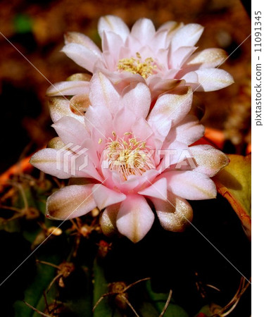 the Selection of Various Colorful Flower in nature 11091345