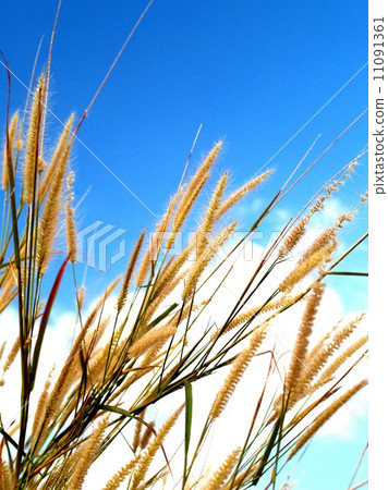 the Selection of Various Colorful Flower in nature the Selection of Various Colorful Flower in nature 11091361