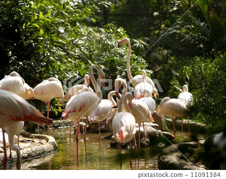 animal in zoo 11091384