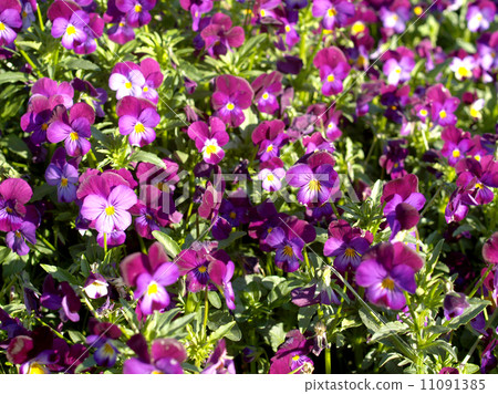 Flower garden at Doi Inthanon mountain in Chiang Mai, Thailand. Flower garden at Doi Inthanon mountain in Chiang Mai, Thailand. 11091385