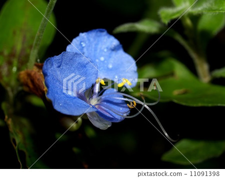 flower of chiangdao chaingmai, Thailand. 11091398