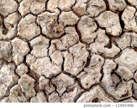 Wood Tree Texture Background Pattern 11091406