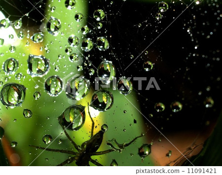 Water and Water Drop on Leaf Water and Water Drop on Leaf 11091421