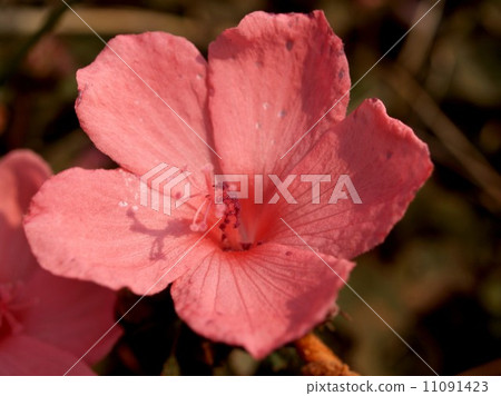 the Selection of Various Colorful Flower in nature the Selection of Various Colorful Flower in nature 11091423