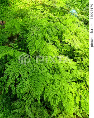 green leaves of fern plant green leaves of fern plant 11091479