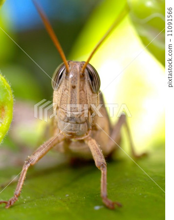 bug insects in nature 11091566