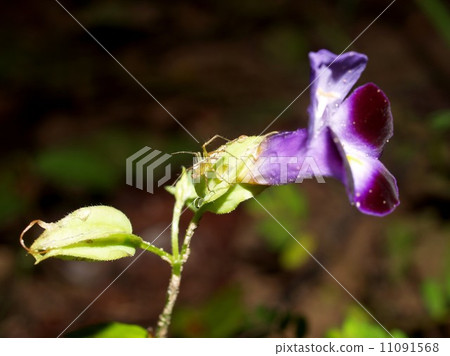 the Selection of Various Colorful Flower in nature the Selection of Various Colorful Flower in nature 11091568