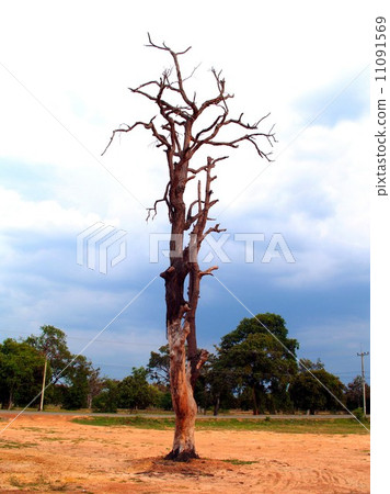 Dead Tree nature background 11091569
