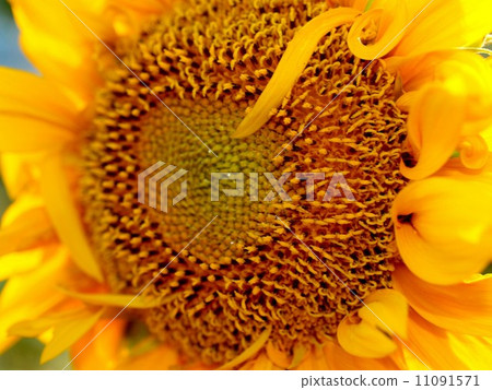 image Sunflower field image Sunflower field 11091571