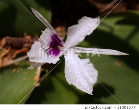 the Selection of Various Colorful Flower in nature 11091577