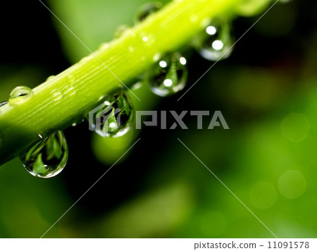Water and Water Drop on Leaf Water and Water Drop on Leaf 11091578