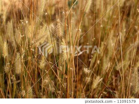 the Selection of Various Colorful Flower in nature the Selection of Various Colorful Flower in nature 11091579