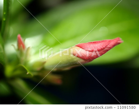 the Selection of Various Colorful Flower in nature the Selection of Various Colorful Flower in nature 11091580