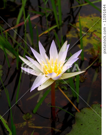 the Selection of Various Colorful Flower in nature 11091644