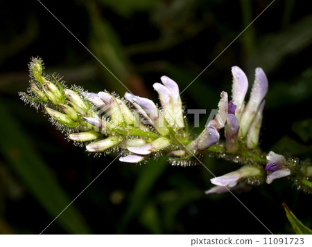 flower of chiangdao chaingmai, Thailand. 11091723