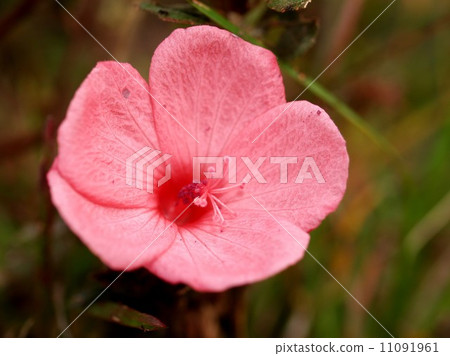 the Selection of Various Colorful Flower in nature 11091961