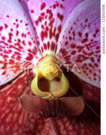 Collection of orchid flower Collection of orchid flower 11092006
