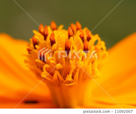 the Selection of Various Colorful Flower in nature 11092007