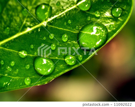 Water and Water Drop on Leaf 11092022