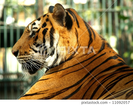 animal in zoo 11092057