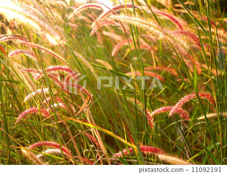 the Selection of Various Colorful Flower in nature the Selection of Various Colorful Flower in nature 11092191