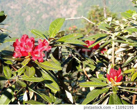 Flower garden at Doi Inthanon mountain in Chiang Mai, Thailand. Flower garden at Doi Inthanon mountain in Chiang Mai, Thailand. 11092195