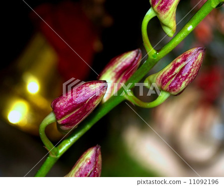 Collection of orchid flower Collection of orchid flower 11092196