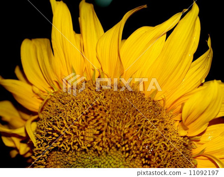 image Sunflower field image Sunflower field 11092197