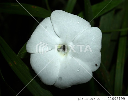 the Selection of Various Colorful Flower in nature the Selection of Various Colorful Flower in nature 11092199