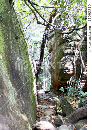 in forest thailand in forest thailand 11092210