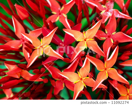 the Selection of Various Colorful Flower in nature 11092274