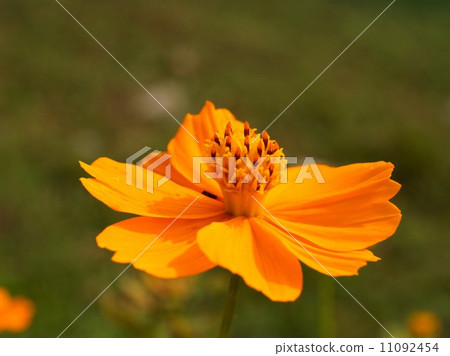 the Selection of Various Colorful Flower in nature 11092454