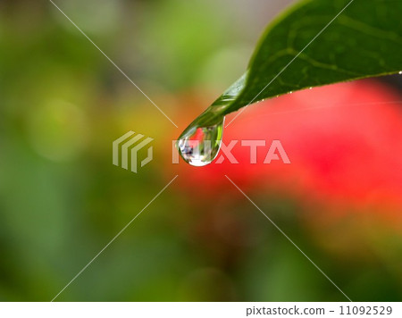 Water and Water Drop on Leaf 11092529