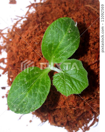 Small Tree young plant 11092569
